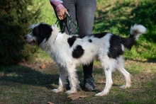 KVIRIN, Hund, Mischlingshund in Ungarn - Bild 10