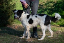 KVIRIN, Hund, Mischlingshund in Ungarn - Bild 2