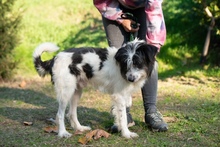 KVIRIN, Hund, Mischlingshund in Ungarn - Bild 3