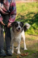 KVIRIN, Hund, Mischlingshund in Ungarn - Bild 4