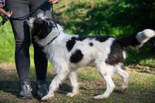 KVIRIN, Hund, Mischlingshund in Ungarn - Bild 6