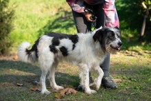 KVIRIN, Hund, Mischlingshund in Ungarn - Bild 7