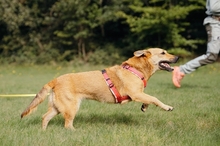 FIBI, Hund, Mischlingshund in Großenwiehe - Bild 1