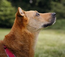 FIBI, Hund, Mischlingshund in Großenwiehe - Bild 10