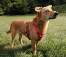 FIBI, Hund, Mischlingshund in Großenwiehe - Bild 2