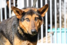 SHOI, Hund, Collie-Deutscher Schäferhund-Mix in Rumänien - Bild 1