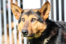 SHOI, Hund, Collie-Deutscher Schäferhund-Mix in Rumänien - Bild 2