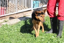 SHOI, Hund, Collie-Deutscher Schäferhund-Mix in Rumänien - Bild 4