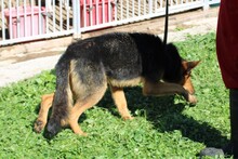 SHOI, Hund, Collie-Deutscher Schäferhund-Mix in Rumänien - Bild 6