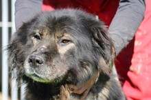 BO, Hund, Leonberger-Hütehund-Mix in Rumänien - Bild 2