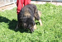 BO, Hund, Leonberger-Hütehund-Mix in Rumänien - Bild 3