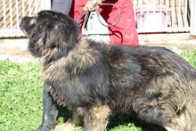 BO, Hund, Leonberger-Hütehund-Mix in Rumänien - Bild 5