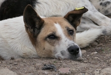 CRINA, Hund, Mischlingshund in Rumänien - Bild 1