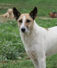 CRINA, Hund, Mischlingshund in Rumänien - Bild 2