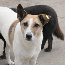 CRINA, Hund, Mischlingshund in Rumänien - Bild 3