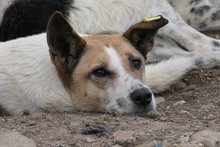 CRINA, Hund, Mischlingshund in Rumänien - Bild 5