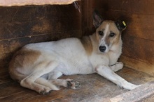 CRINA, Hund, Mischlingshund in Rumänien - Bild 7