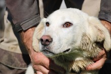 LIKA, Hund, Golden Retriever-Mix in Lohra-Reimershausen - Bild 1