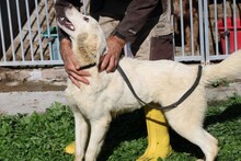 LIKA, Hund, Golden Retriever-Mix in Lohra-Reimershausen - Bild 2