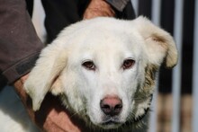 LIKA, Hund, Golden Retriever-Mix in Lohra-Reimershausen - Bild 3