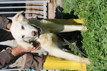 LIKA, Hund, Golden Retriever-Mix in Lohra-Reimershausen - Bild 4