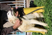 LIKA, Hund, Golden Retriever-Mix in Lohra-Reimershausen - Bild 5