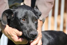 LAICY, Hund, Labrador-Mix in Rumänien - Bild 1