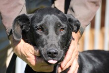 LAICY, Hund, Labrador-Mix in Rumänien - Bild 2