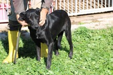 LAICY, Hund, Labrador-Mix in Rumänien - Bild 5