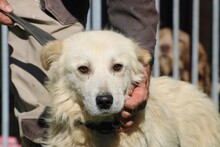 LOMO, Hund, Golden Retriever-Mix in Rumänien - Bild 1