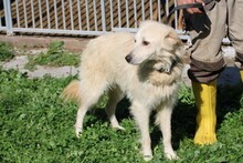 LOMO, Hund, Golden Retriever-Mix in Rumänien - Bild 2