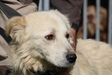 LOMO, Hund, Golden Retriever-Mix in Rumänien - Bild 3