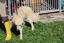 LOMO, Hund, Golden Retriever-Mix in Rumänien - Bild 4