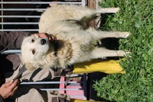 LOMO, Hund, Golden Retriever-Mix in Rumänien - Bild 5