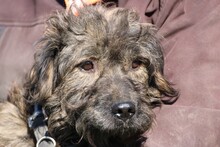 TACU, Hund, Bearded Collie-Pudel-Mix in Rumänien - Bild 2