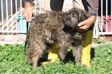 TACU, Hund, Bearded Collie-Pudel-Mix in Rumänien - Bild 5