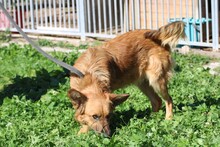 TAMARO, Hund, Sheltie-Mix in Rumänien - Bild 2