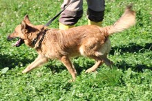 TAMARO, Hund, Sheltie-Mix in Rumänien - Bild 3