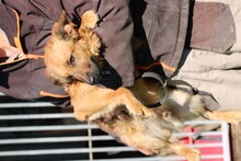 TAMARO, Hund, Sheltie-Mix in Rumänien - Bild 4