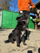 DARINKA, Hund, Mischlingshund in Spiesen-Elversberg - Bild 2