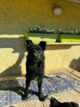 CEK, Hund, Mischlingshund in Slowakische Republik - Bild 11