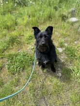CEK, Hund, Mischlingshund in Slowakische Republik - Bild 12