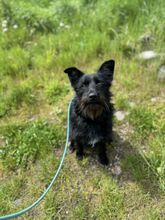 CEK, Hund, Mischlingshund in Slowakische Republik - Bild 13