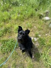 CEK, Hund, Mischlingshund in Slowakische Republik - Bild 14