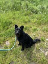 CEK, Hund, Mischlingshund in Slowakische Republik - Bild 15