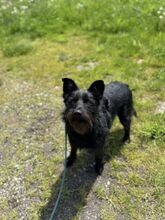 CEK, Hund, Mischlingshund in Slowakische Republik - Bild 16