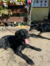 DRAGANA, Hund, Mischlingshund in Slowakische Republik - Bild 4