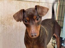 WOODY, Hund, Mischlingshund in Portugal