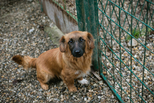 CHIPNR223448, Hund, Mischlingshund in Kroatien - Bild 1