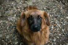 CHIPNR223448, Hund, Mischlingshund in Kroatien - Bild 2